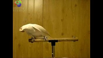 Bird loves Egyptian music 0001